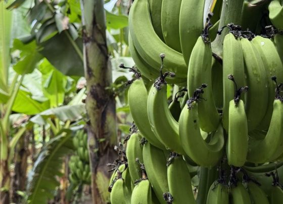 banana foto senar mt divulgação crédito rural
