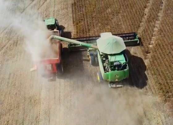 soja estados unidos colheita foto pedro silvestre canal rural mato grosso