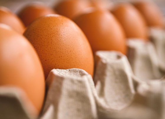 Exportações de ovos crescem 39,7% em setembro e acumulam mais de 34 mil toneladas no ano, diz ABPA. Foto: Pixabay.