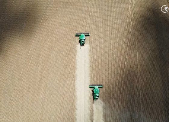 colheita soja sapezal campos de júlio foto pedro silvestre canal rural mato grosso3