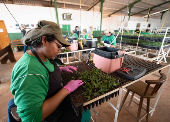 Setor florestal floresta plantada viveiro foto Arefloresta/Divulgação