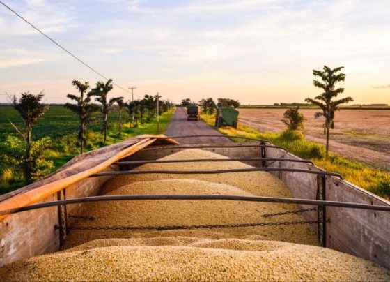 USDA Eleva Projeção da Safra Brasileira de Soja e Pressiona Preços em Chicago
