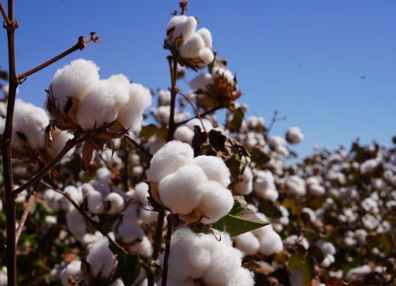 Algodão Pluma foto Israel Baumann Canal Rural Mato Grosso 1