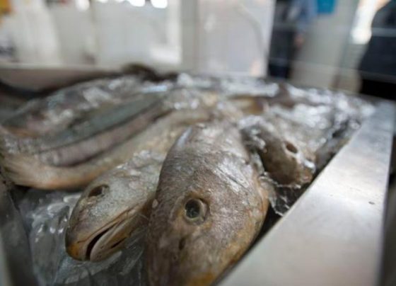 Pescados; pesca