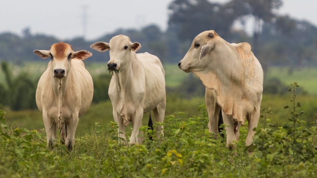 boi gado abate foto sistema famato