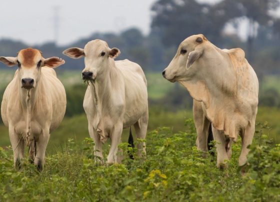 boi gado abate foto sistema famato