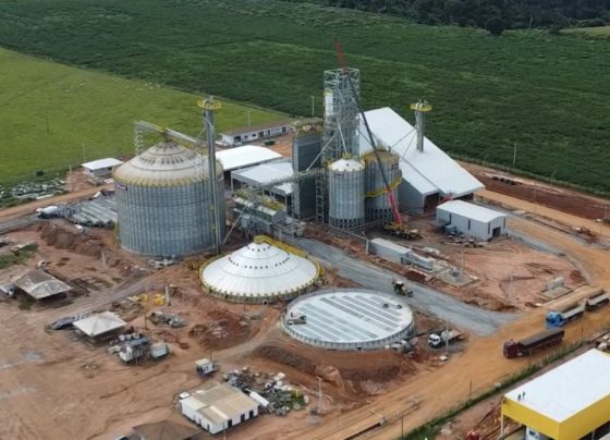 Milho Juína foto pedro silvestre canal rural mato grosso