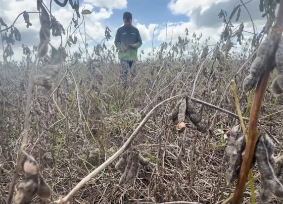 soja planalto da serra foto pedro silvestre canal rural mato grosso