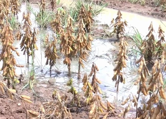 Soja solo encharcado excesso de chuvas foto israel baumann canal rural mato grosso
