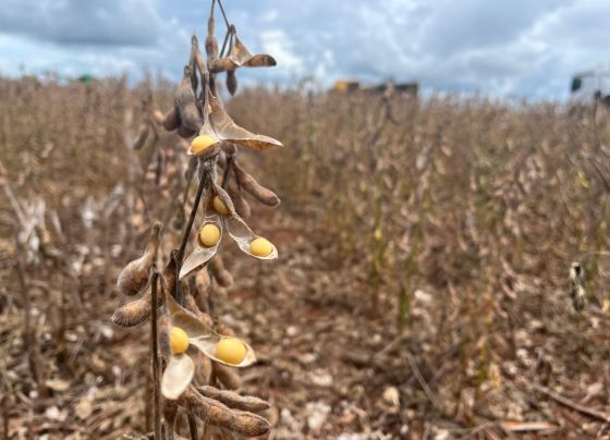 soja chuvas colheita foto pedro silvestre canal rural mato grosso7