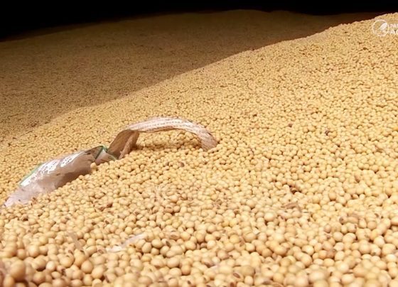 soja grão armazém armazenagem foto pedro silvestre canal rural mato grosso