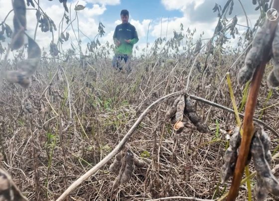 soja chuva planalto da serra patrulheiro agro foto pedro silvestre canal rural mato grosso3