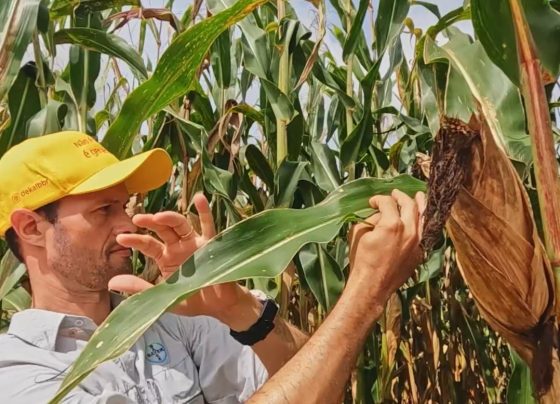 mais milho uberlândia bayer rally de produtividade foto israel baumann canal rural mato grosso