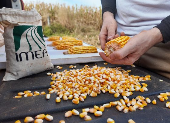 Milho Imea