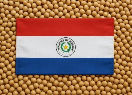 soja Paraguai