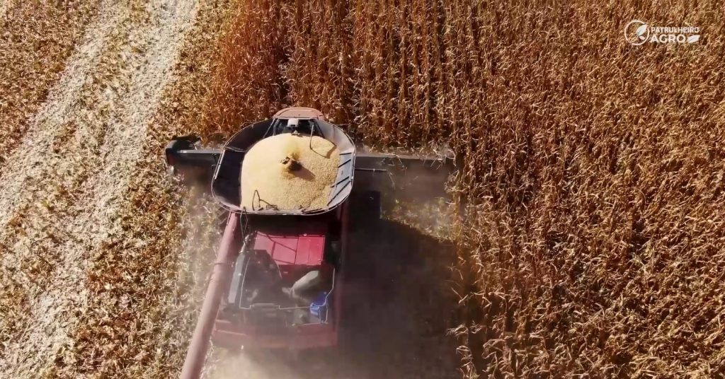 colheita milho foto pedro silvestre canal rural mato grosso