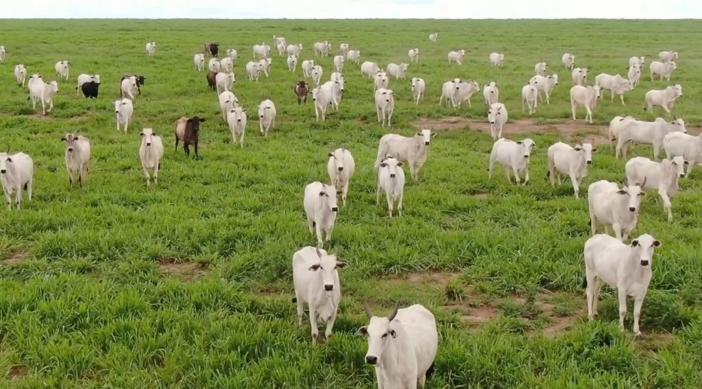 gado pecuária boi carne bovina foto pedro silvestre canal rural mato grosso2