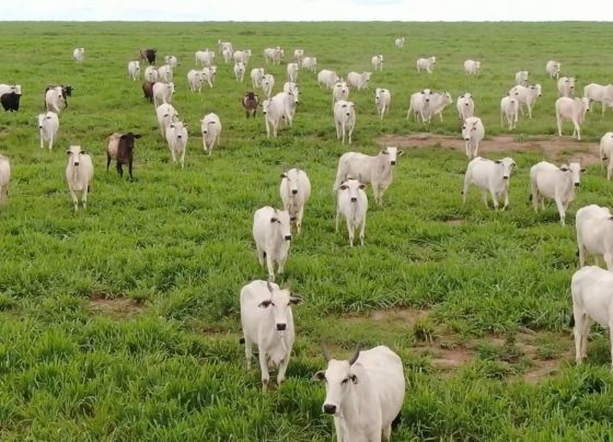 gado pecuária boi carne bovina foto pedro silvestre canal rural mato grosso2