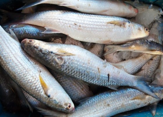 Pescados
