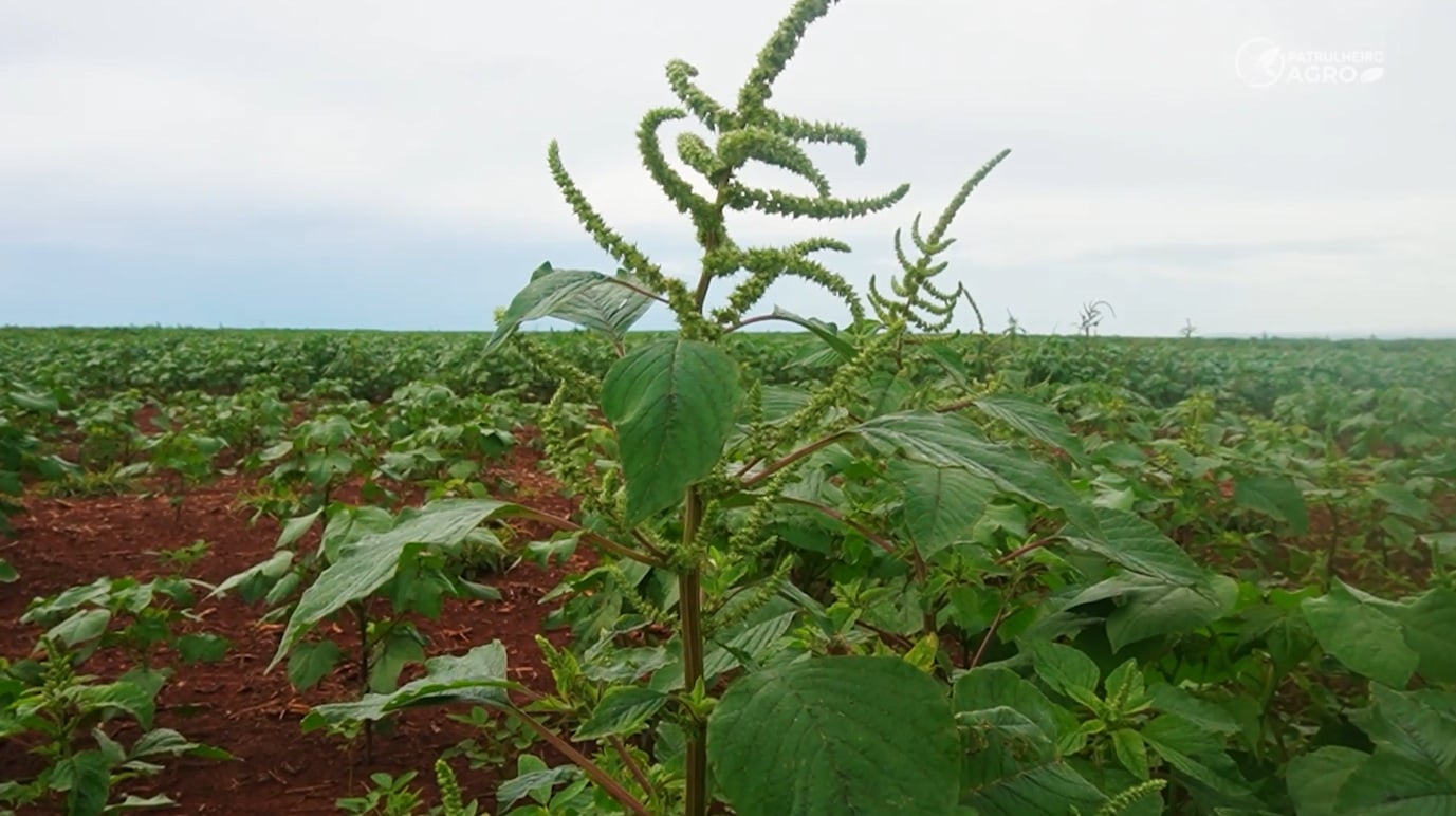 caruru foto pedro silvestre canal rural mato grosso1