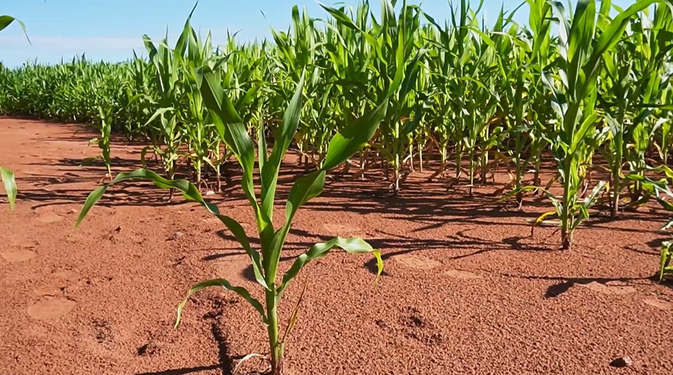 milho foto israel baumann canal rural mato grosso