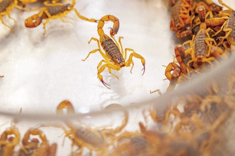 colônia de escopião-amerelo