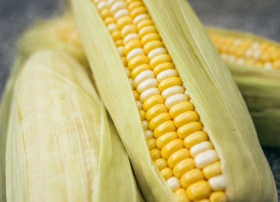 De janeiro a agosto, a China importou 930 mil toneladas de milho, recuo de 92,7% na comparação anual, segundo o Gacc. Foto: Pixabay.