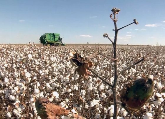 algodão colheita foto pedro silvestre canal rural mato grosso