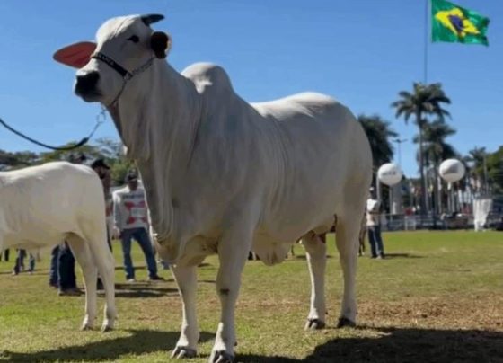 vaca nelore Carina - campeã ExpoZebu