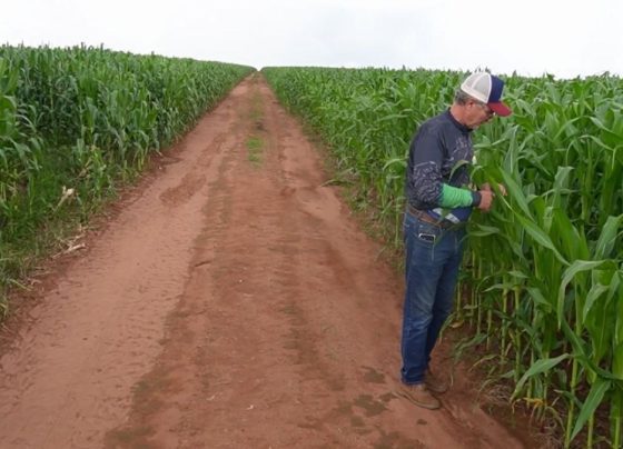 Milho médio-norte foto pedro silvestre canal rural mato grosso