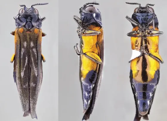 espécie nova de besouro-joia