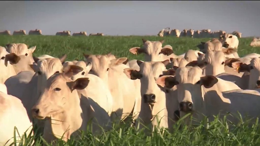 Foto: Reprodução/Giro do Boi.