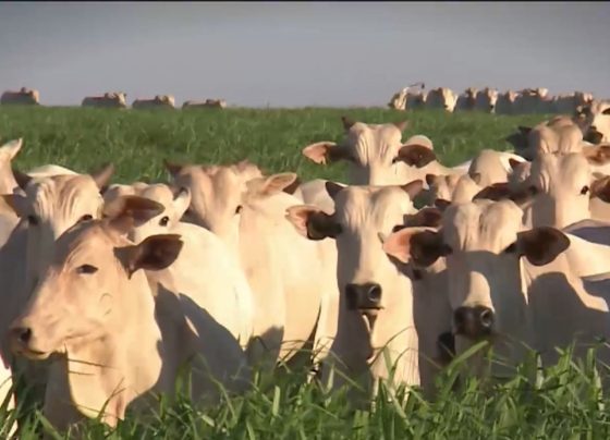 Foto: Reprodução/Giro do Boi.