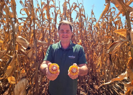 mais milho fazenda novorá paraná foto israel baumann canal rural mato grosso