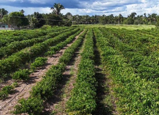 lavoura café contriguaçu foto empaer