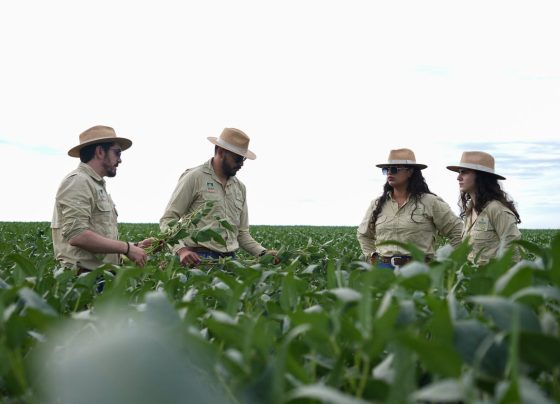 soja imea em campo foto imea
