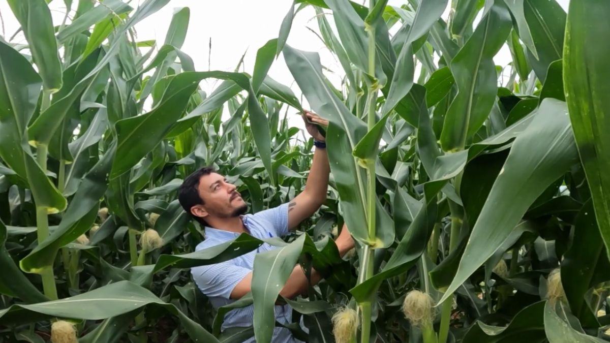 pulgão minas gerais mais milho foto israel baumann canal rural mato grosso