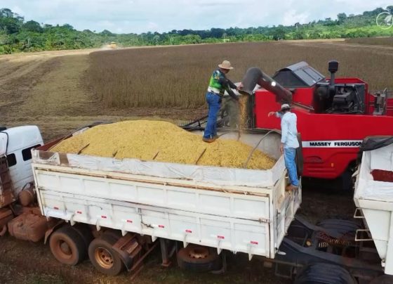 soja grão armazém armazenagem foto pedro silvestre canal rural mato grosso1