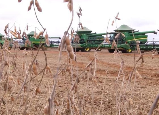 soja colheita foto pedro silvestre canal rural mato grosso