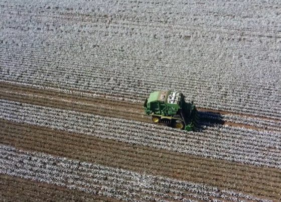 algodão colheita foto pedro silvestre canal rural mato grosso2