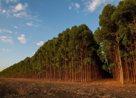 Floresta plantada de eucalipto em Mato Grosso. Crédito: José Medeiros