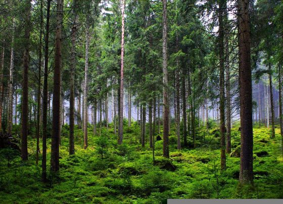 europa, floresta, desmatamento