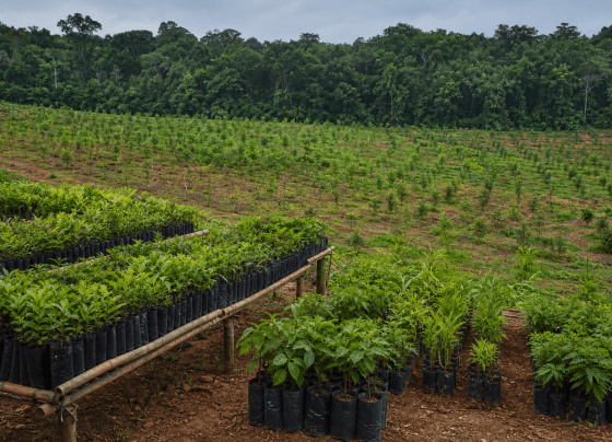 BNDES Florestas recebe prêmio internacional por estratégia de restauração e bioeconomia
