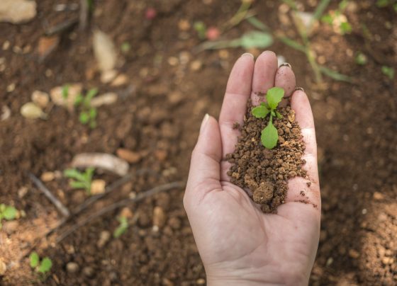 terra ao fundo desfocada, com a palma da mão com um punhado de terra em cima