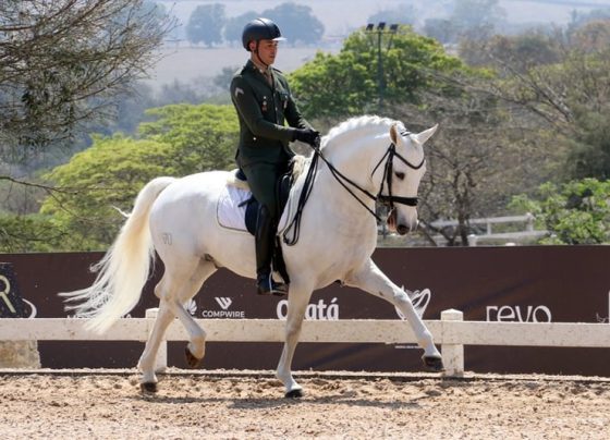 cavalo lusitano