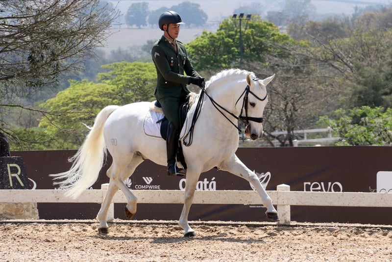 cavalo lusitano