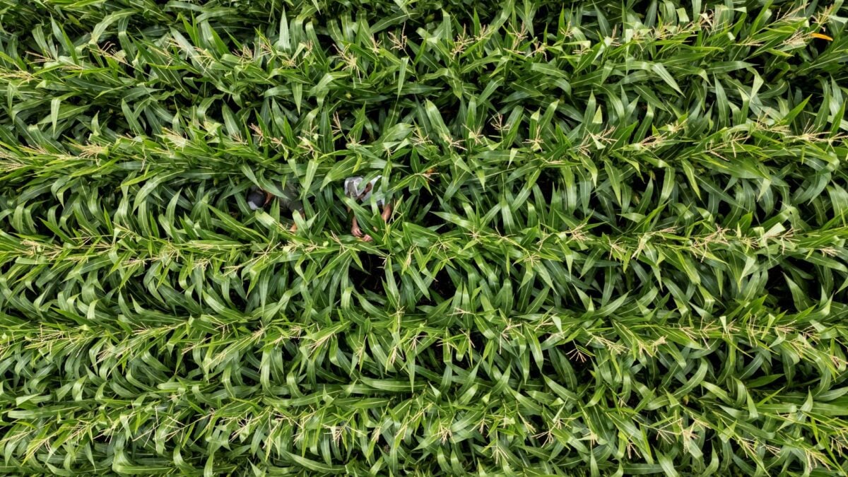 China Aprova Análise Inicial de 74 Variedades de Milho e Soja Transgênicos