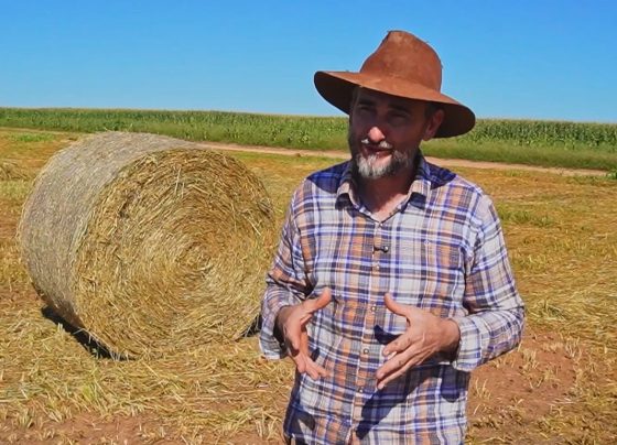 mais milho sicredi consórcio foto pedro silvestre canal rural mato grosso