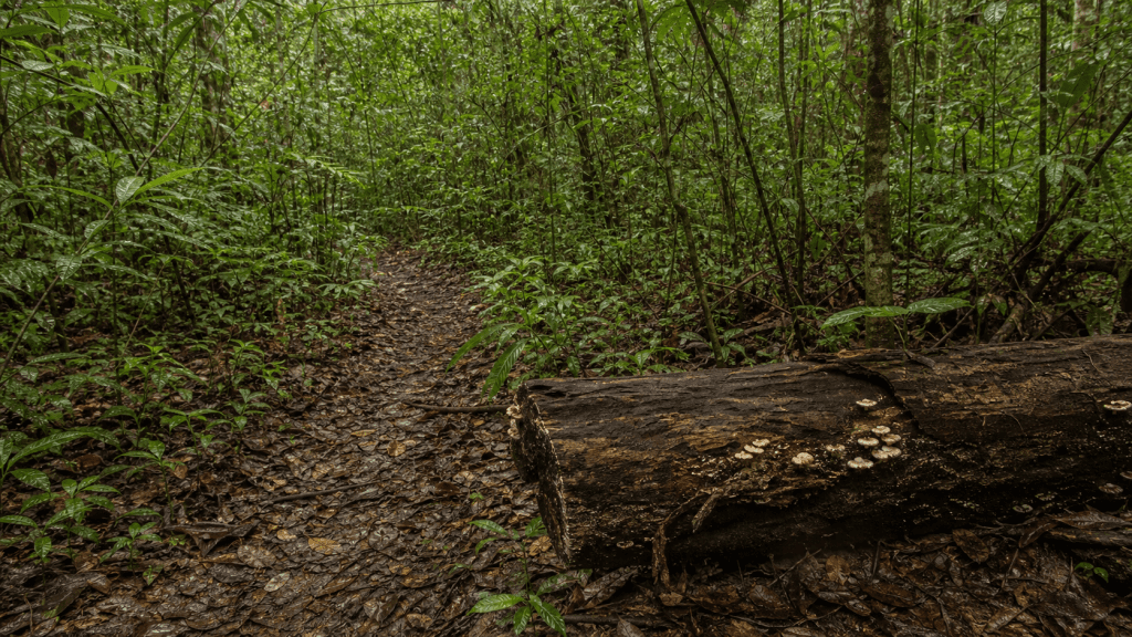 Embrapa abre floresta urbana em Belém para expedição científica