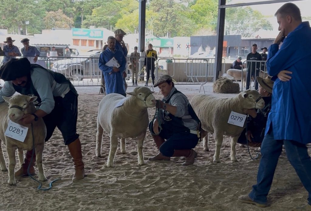 Julgamento de ovinos na 38ª edição da Fenovinos, em Esteio (RS)